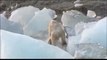 Polar Bear Dying from  Global Warming oso polar anbriento por el cambio climatico