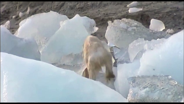 Polar Bear Dying from Global Warming oso polar anbriento por el cambio climatico