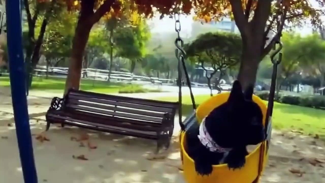 PERROS Y CACHORROS GRACIOSOS