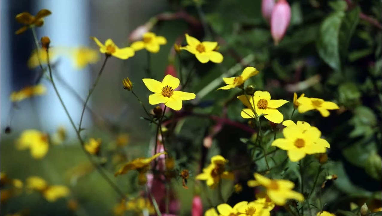 Tea with the Dames Film