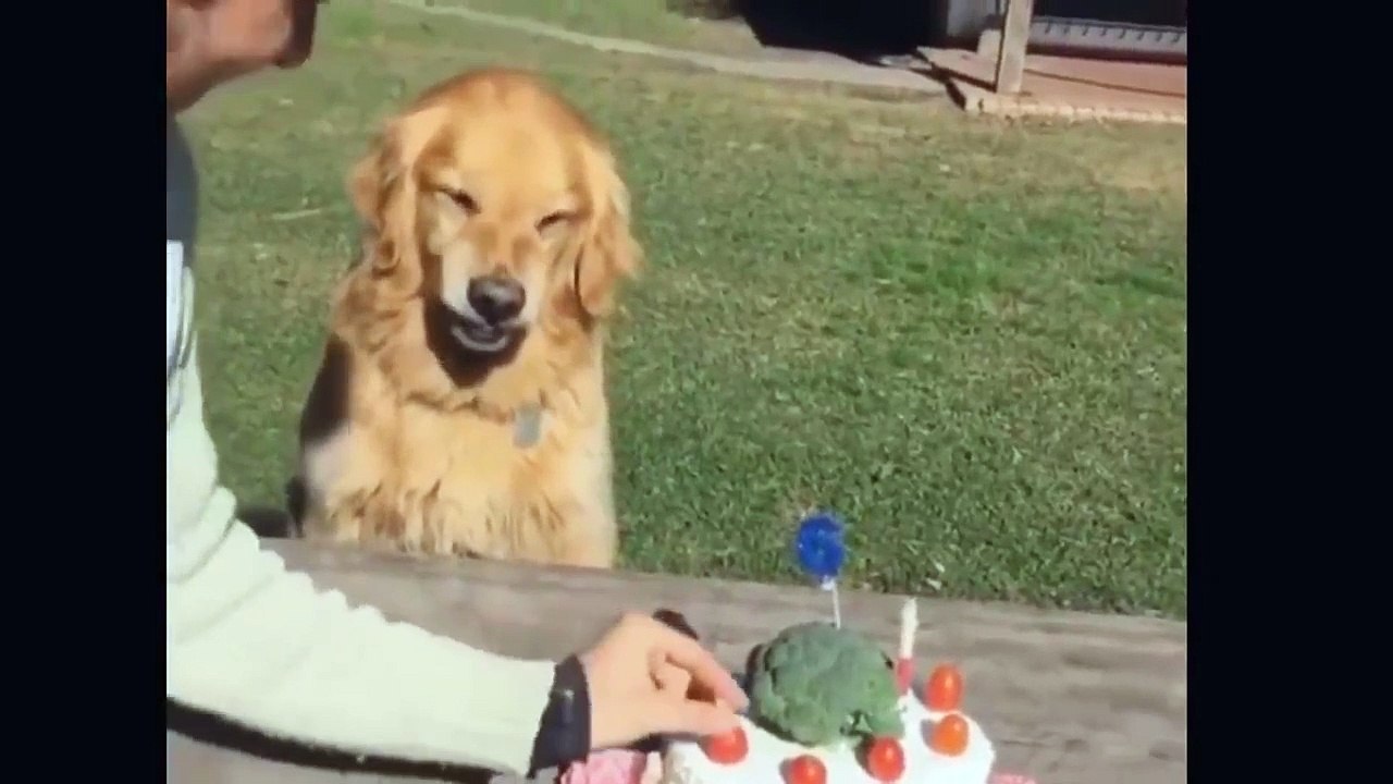 PERROS Y CACHORROS GRACIOSOS 2019