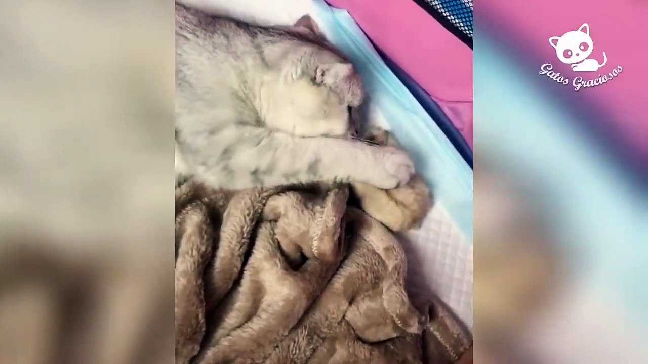 Gatos Graciosos - Los Mejores Videos de Gatos Chistosos