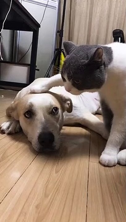 funny cat