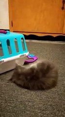Tiny kitten beats up a bunny plushy