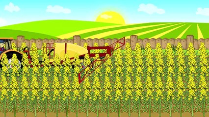 الحصاد - العمل في المزارع | جرار ، بين حصاده ، بزار | فيديو للأطفال Bayby | تراكتور Żniwa