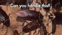 Chinese farmer breeds bugs for the table