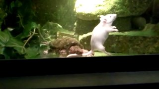 AWESOME Victor snap  turtle eats rat
