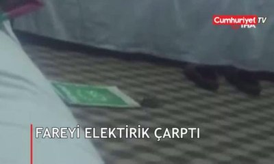 Oyun oynamak isteyen farenin hazin sonu