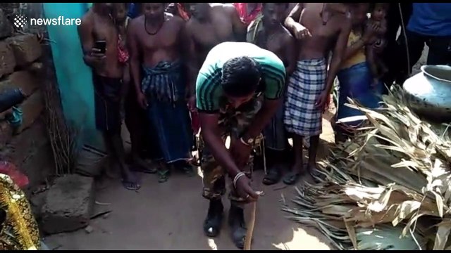 Cobra regurgitates another cobra after rescue in India