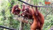 Orang-Outan Pré-Scolaire: Traumatisée Bébé Singe Sur Le Chemin De La Guérison | {Extreme}