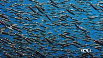 Our Planet Documentary movie clip - Spinner Dolphins