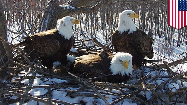 Trio of bald eagles seen raising young eaglets together