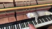 Un chat allongé sur le mécanisme d'un piano