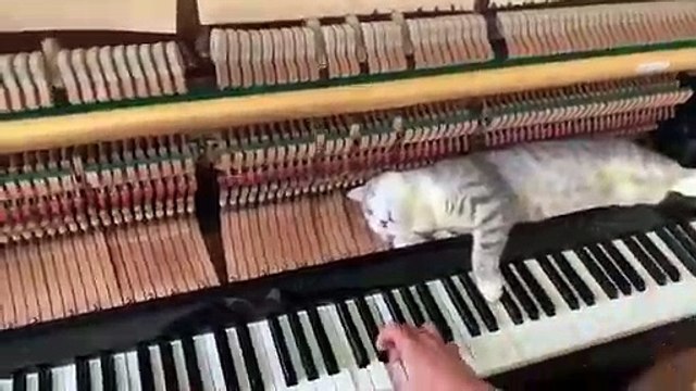 Un chat allongé sur le mécanisme d'un piano