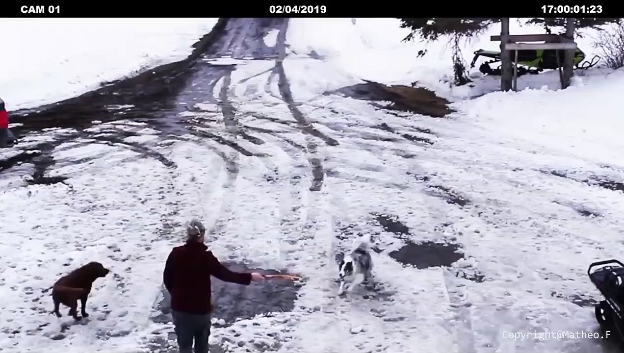 Un chien empêche un petit chien de se faire écraser