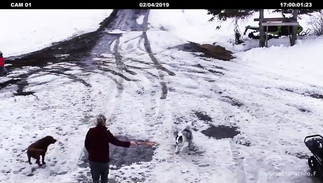 Un chien empêche un petit chien de se faire écraser