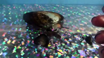 REAL JUMBO WHITE PEARLS FOUND IN CLAM
