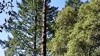 Un élagueur se fait une belle frayeur au sommet d’un arbre