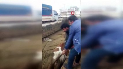 Bataklık faciasında acı detay...Çukura daha önce bir ineğin saplandığı ve vatandaşlar tarafından kurtarıldığı ortaya çıktı