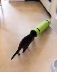Un chat s'amuse à mettre sa tête dans un trou