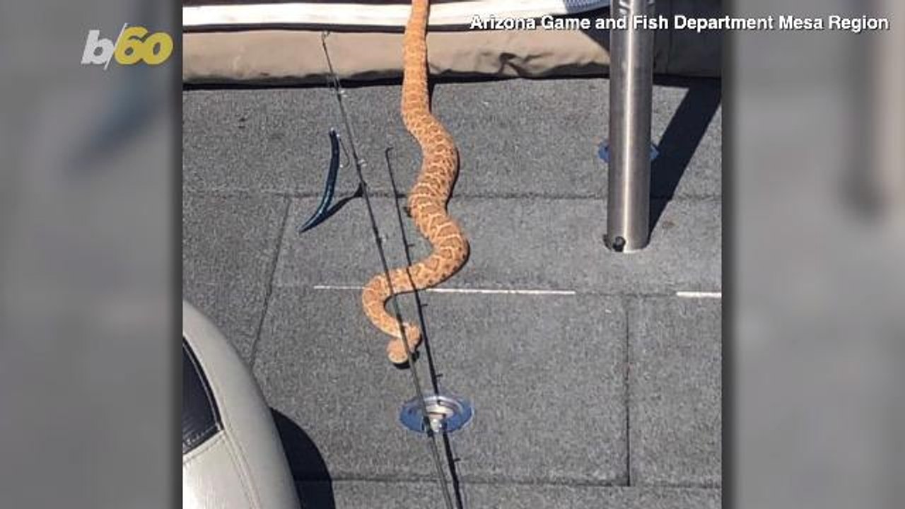 Slithering Surprise! Arizona Fisherman Gets ‘Rattled’ By 5 Foot Rattlesnake On Boat!