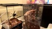 Tarantula Launches at Unsuspecting Owner