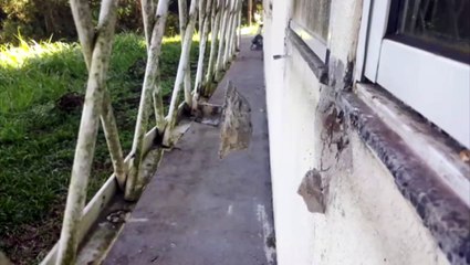 Zoológico de Cascavel segue vulnerável a ações criminosas