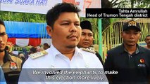 Sumatran elephants help out on election day in Indonesia