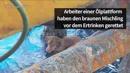 Happy End für herzigen Hund nach dramatischer Rettung