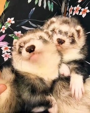 Vous allez vouloir adopter des bébés furets après cette vidéo. Trop mignon !