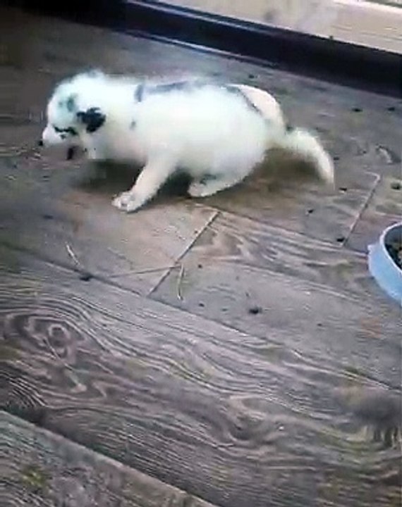 Quand un petit renard joue à cache-cache. Trop drôle !