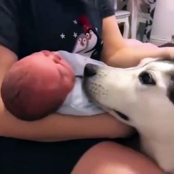 Ce husky est très content d'avoir un nouveau petit frère. Regardez ce qu'il fait !