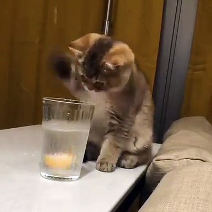 Quand un chaton veut prendre une tranche d'orange dans un verre d'eau glacée. Trop drôle !