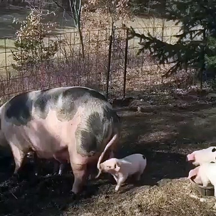 Bébé cochon a envie de jouer avec sa maman. Ce qu'il lui fait est trop marrant !