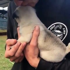 Un magnifique bébé bulldog revoit son maître pour la première fois depuis longtemps. Trop chou !