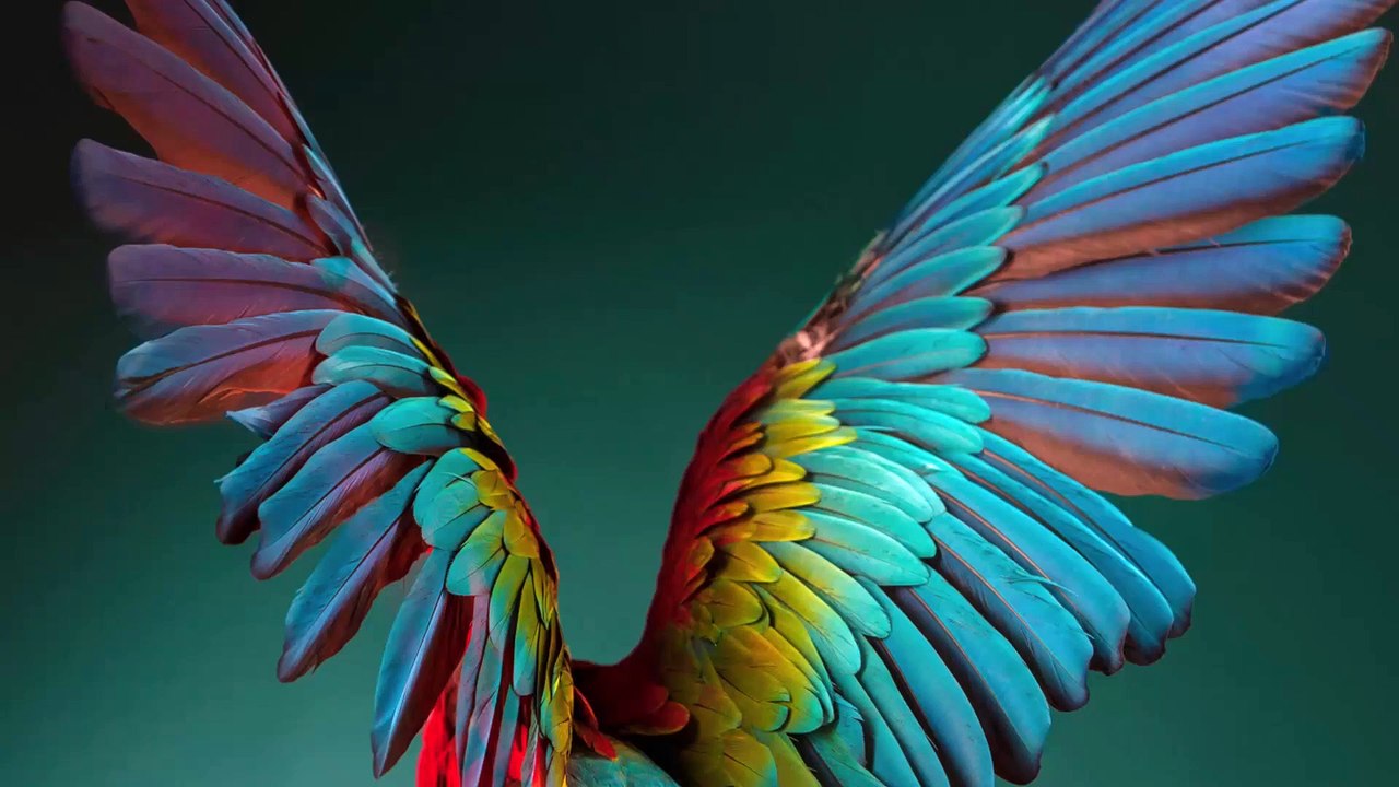 Die schönsten Vögel der Welt