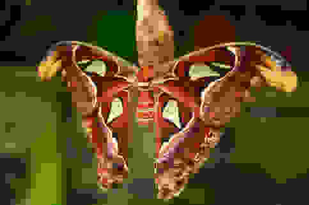 Die schönsten Schmetterlinge der Welt