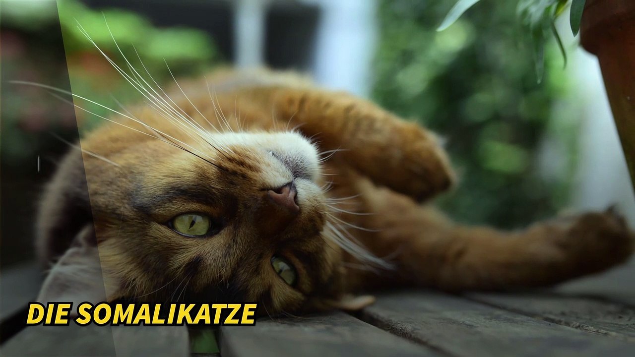 Die schönsten Katzenrassen der Welt