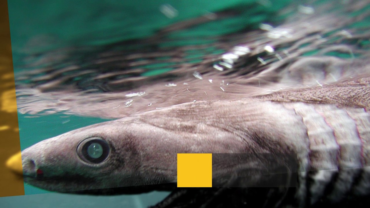 Die ältesten Arten der Welt