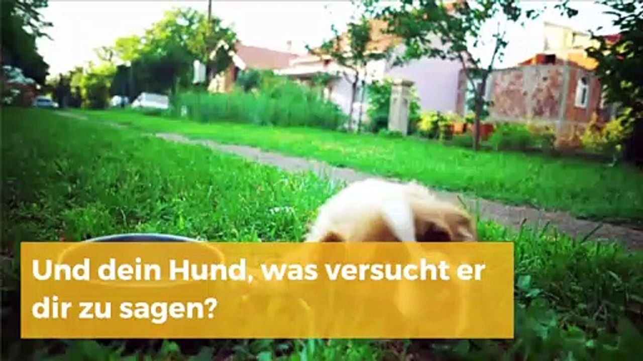 Wie kann man seinen Hund verstehen und besser mit ihm kommunizieren?