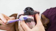 Hunde: Wie bekämpft man Zahnstein?
