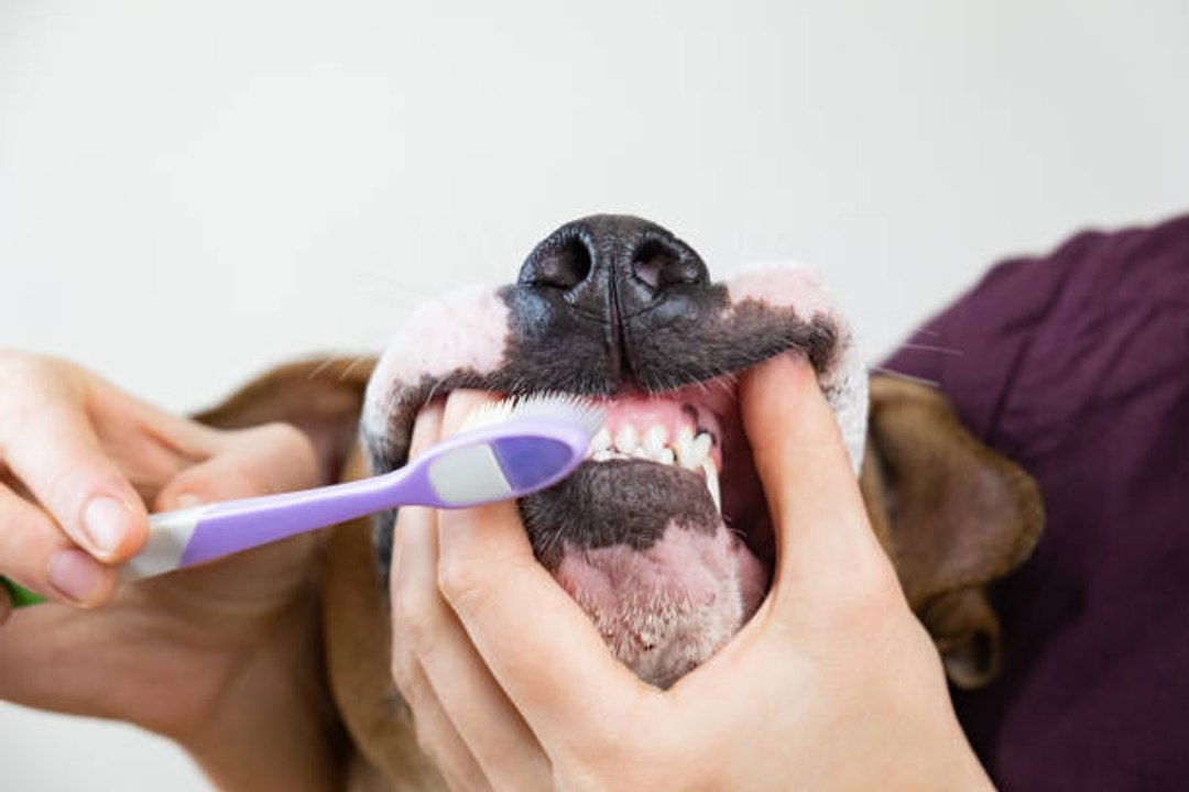 Hunde: Wie bekämpft man Zahnstein?
