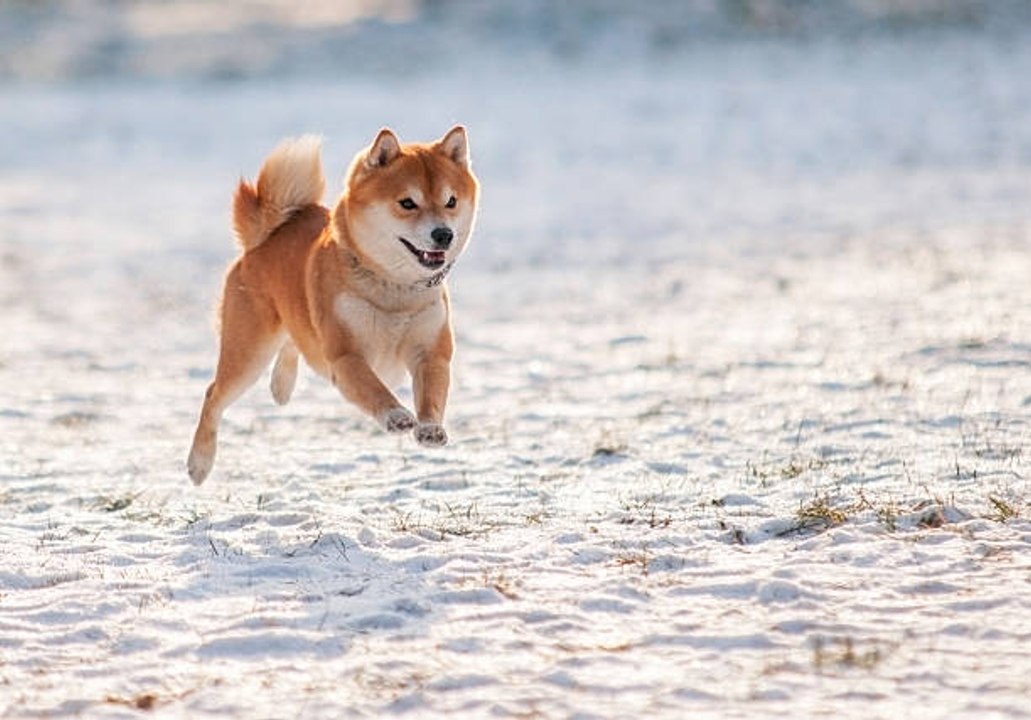 Der Shiba Inu, der trendige Fuchshund