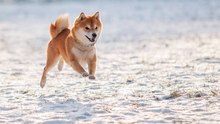 Der Shiba Inu, der trendige Fuchshund