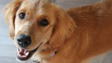 Der Golden Retriever: ein Hund mit vorbildlichen Eigenschaften