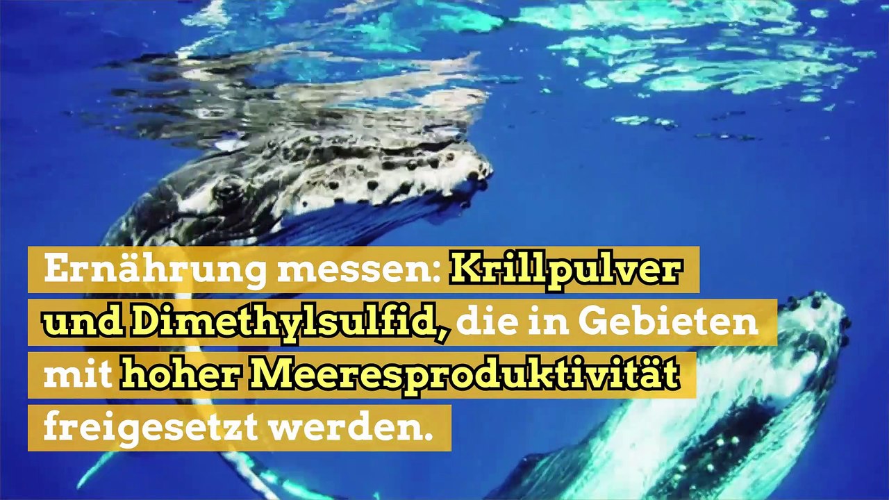 Die unerwarteten Sinne der Buckelwale