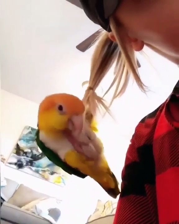 Le spectacle de ce perroquet ne s'est pas passé comme prévue. Trop marrant !