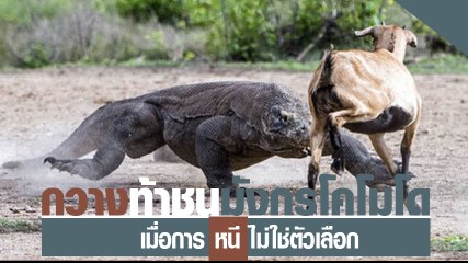 กวาง หาญกล้าท้าสู้ มังกรโคโมโด เมื่อหนีไม่ใช่ทางเลือก จุดจบจะเป็นอย่างไร ชม!!