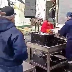 Une énorme otarie est impatiente qu'on lui serve à manger. Regardez !