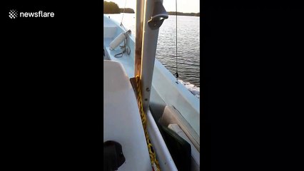 Fisherman records rare encounter with swimming wild jaguar